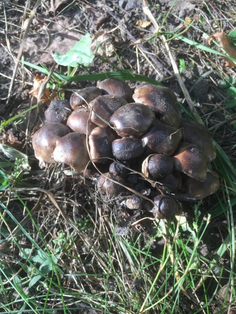 Рядовка землистая Tricholoma terreum