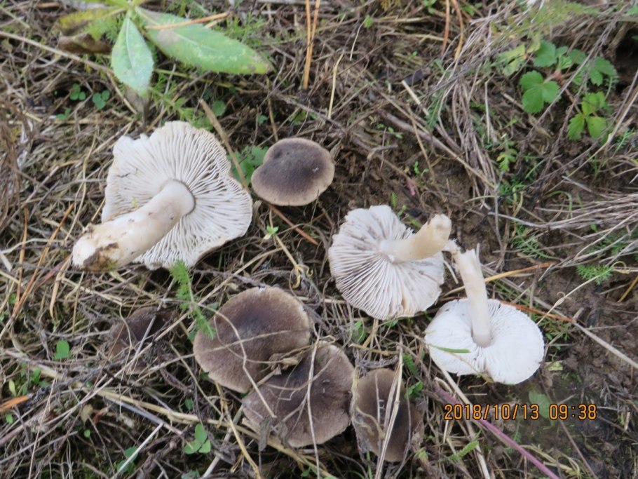 Рядовка гриб