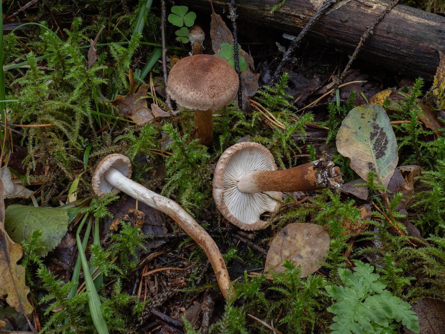 Рядовка пятнистая (Tricholoma pessundatum)