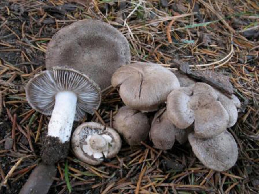 Tricholoma sejunctum