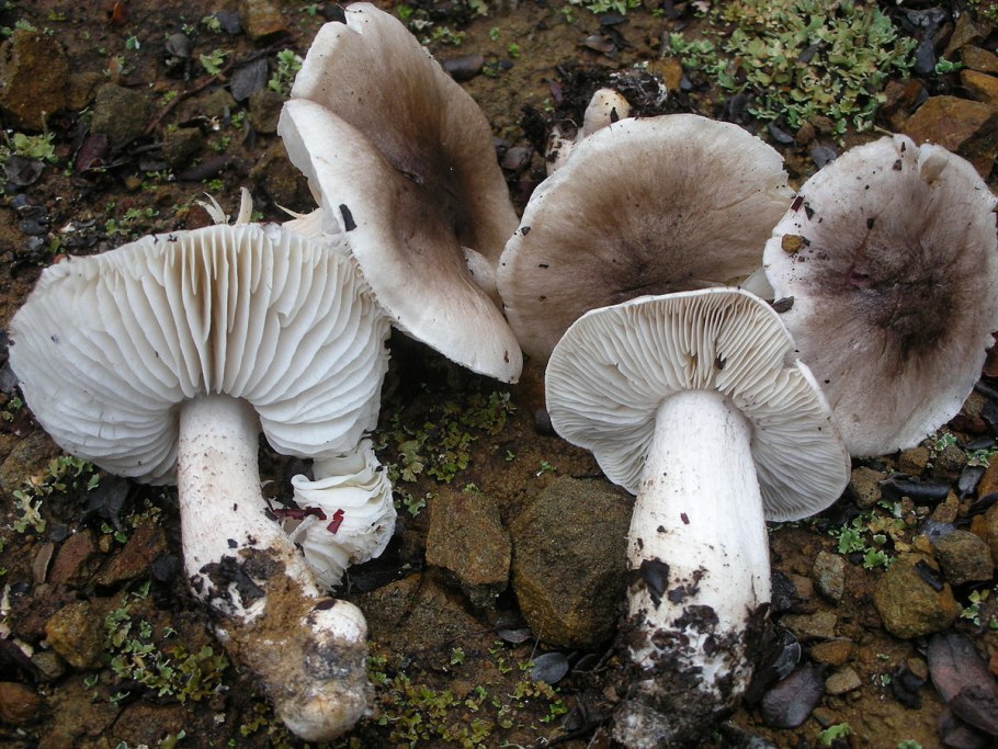 Рядовку землисто-серую (Tricholoma terreum)