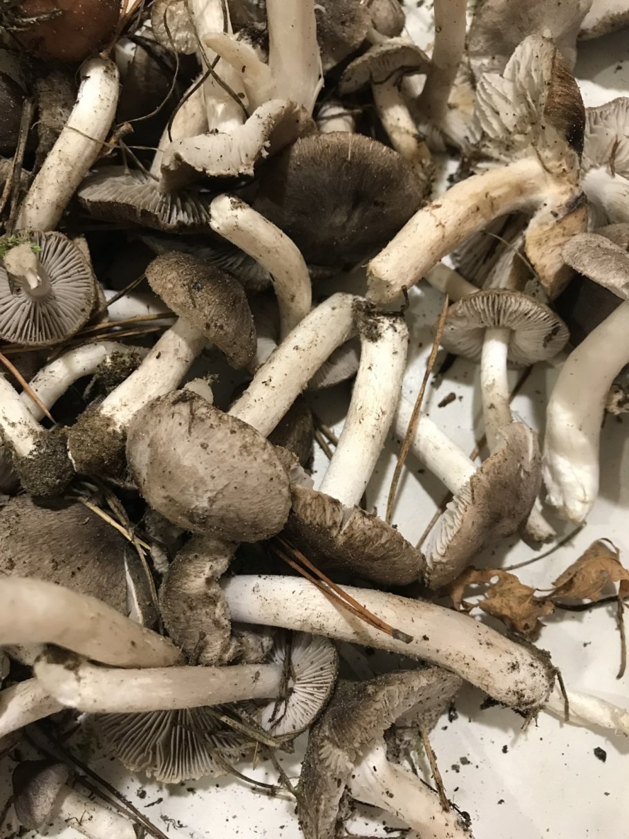 Рядовку землисто-серую (tricholoma terreum)