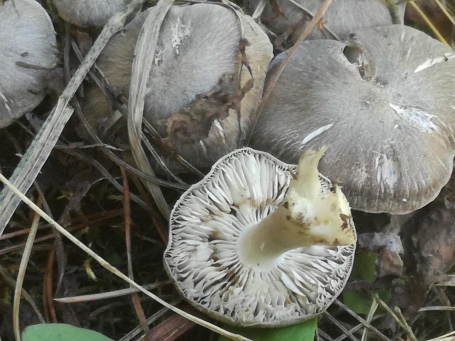 Пластинчатые грибы