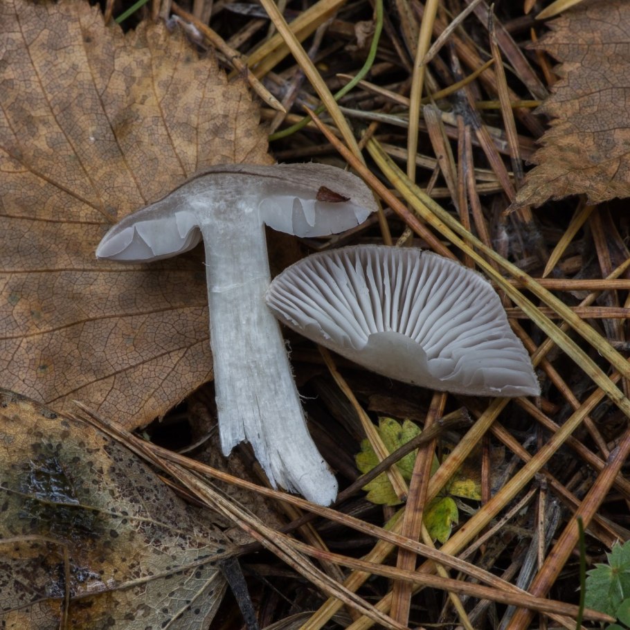 Tricholoma robustum