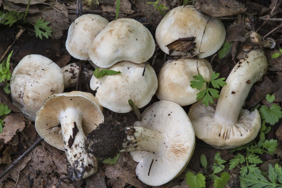Рядовка Еловая Tricholoma aestuans
