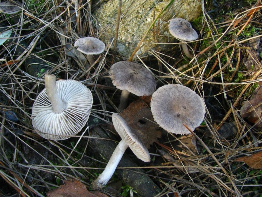 Рядовку землисто-серую (Tricholoma terreum)