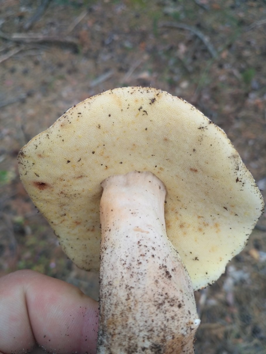 Губчатые грибы Крыма желтые