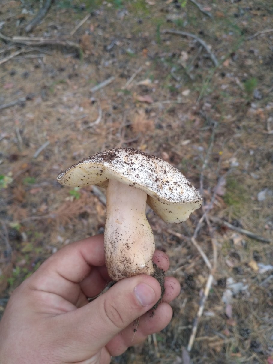 Gyroporus ammophilus