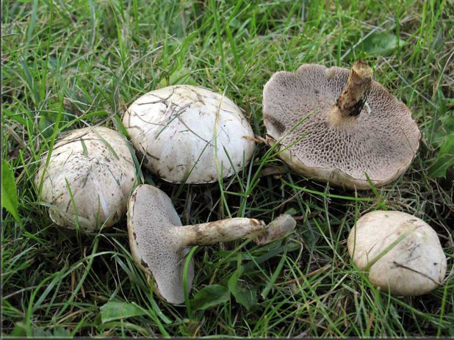 Suillus aeruginascens