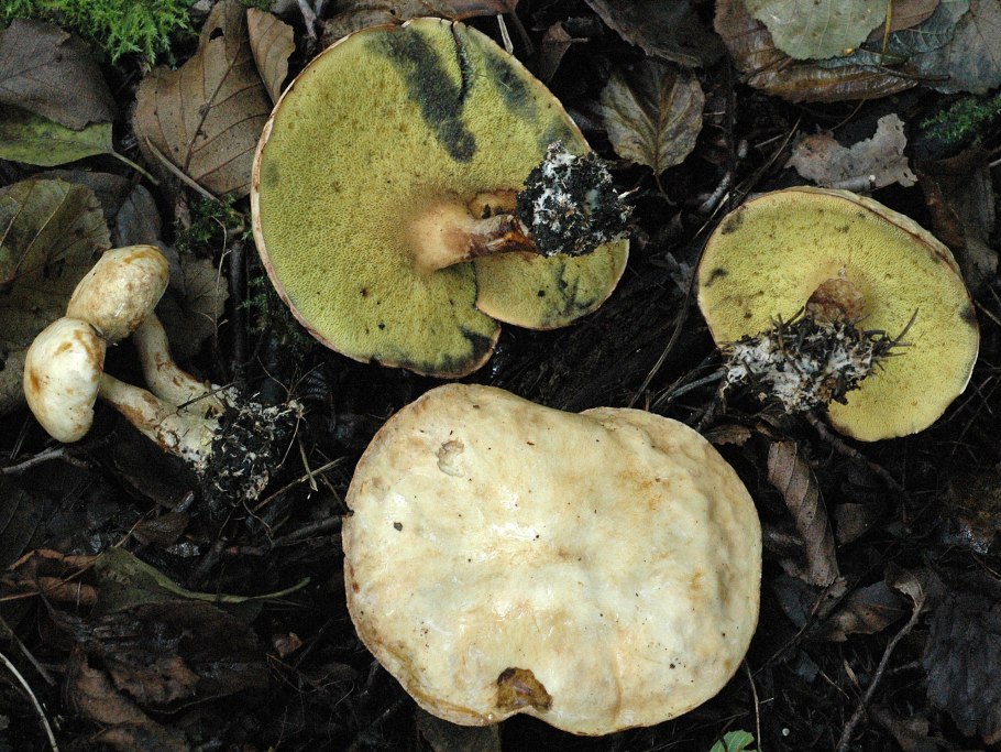 Гиродон гриб