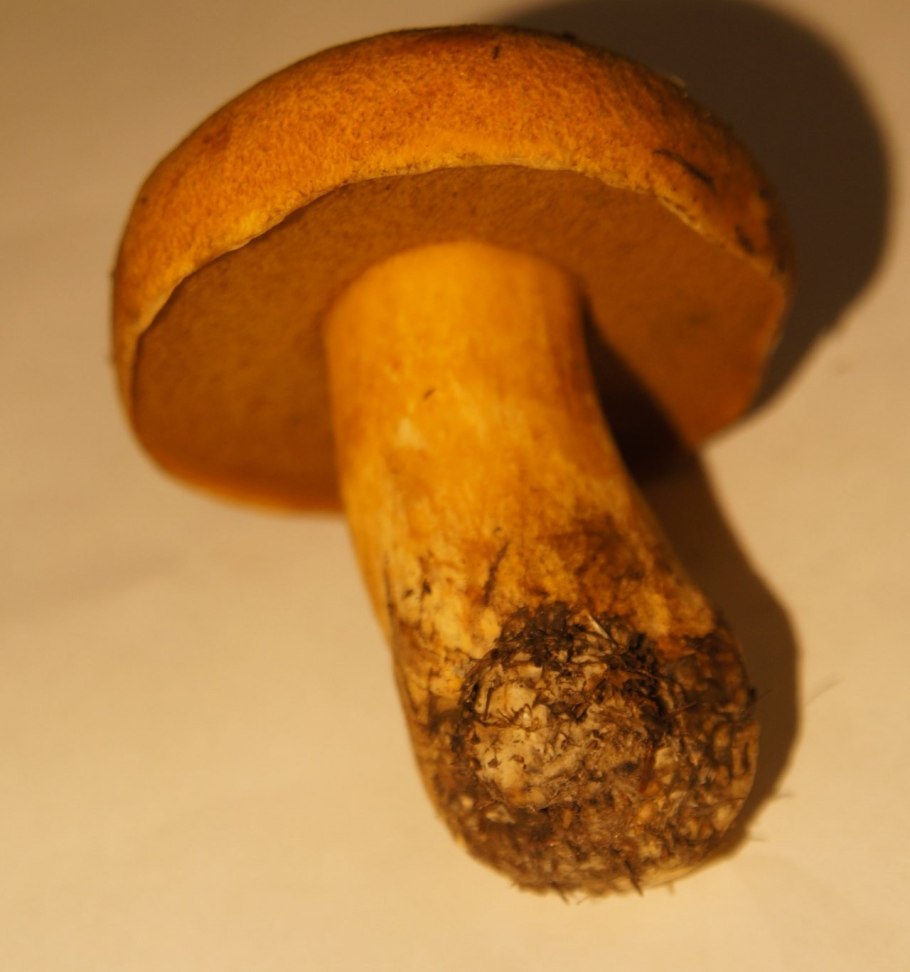 Масленок желто бурый