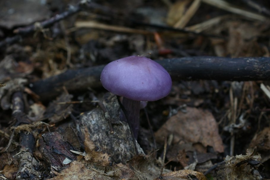 Синюшка гриб фото