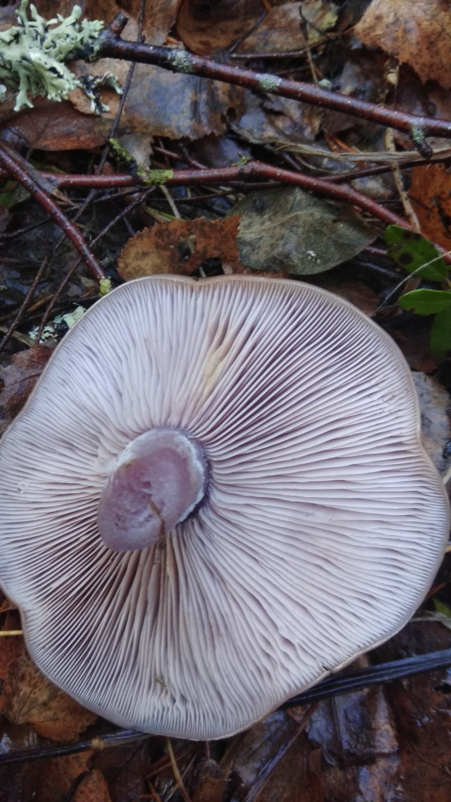 Строфария небесно-синяя Stropharia