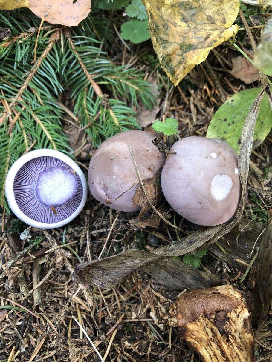 Рядовка леписта