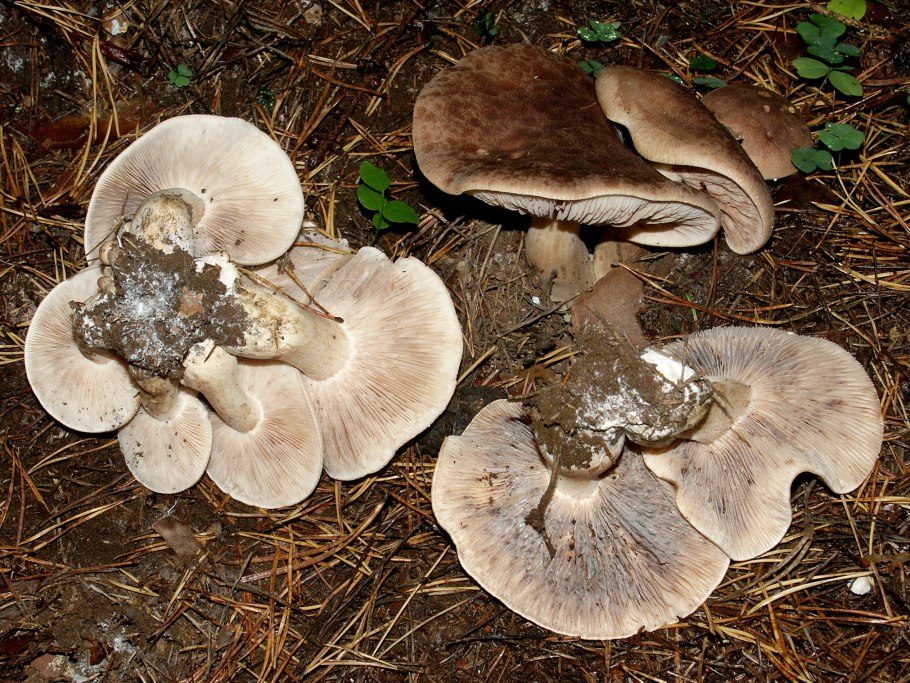 Рядовка заостренная Tricholoma virgatum.
