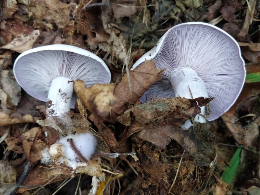 Tricholoma terreum