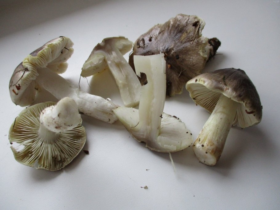 Гриб рядовка Ореховая