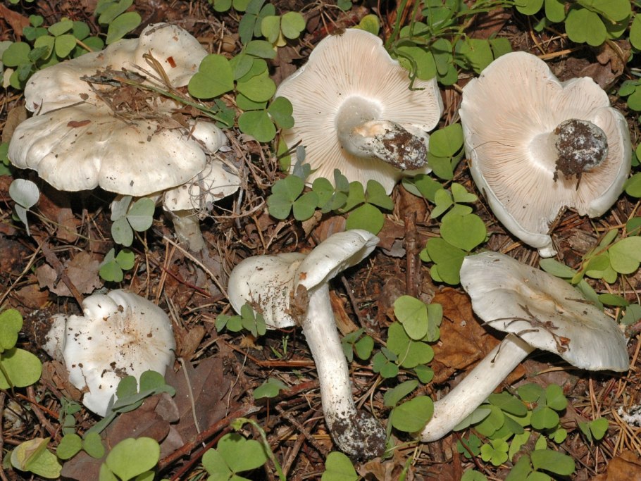 Рядовка Еловая Tricholoma aestuans