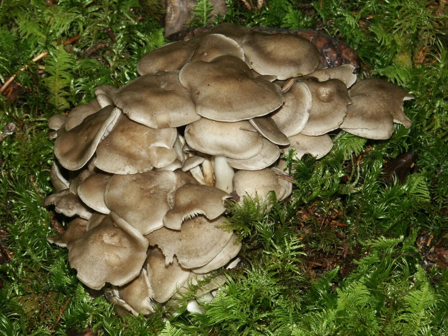 Рядовка серая Tricholoma portentosum.