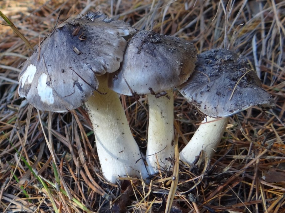 Рядовка серая Tricholoma portentosum.