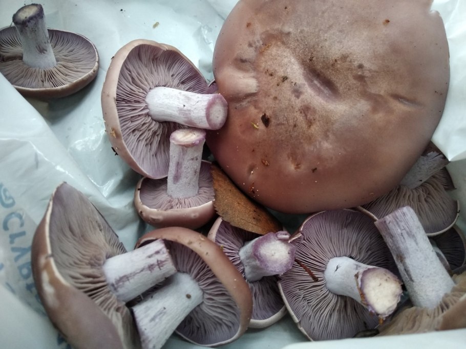 Рядовка Tricholoma albobrunneum