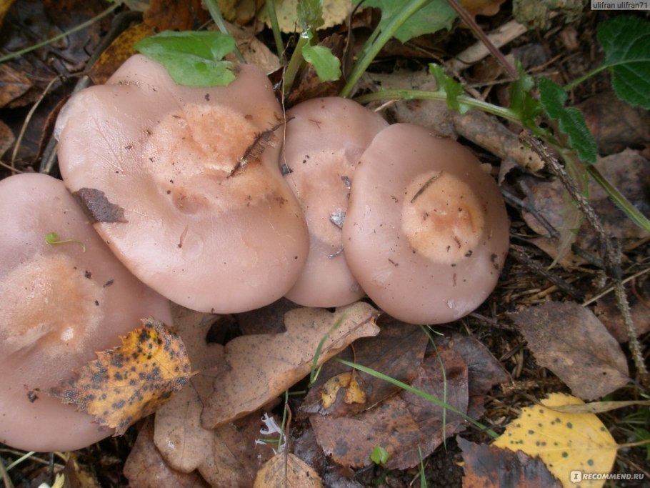 Рядовка землистая Tricholoma terreum