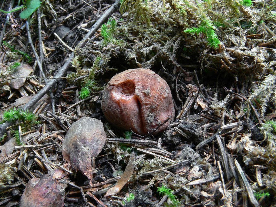 Саркосома шаровидная sarcosoma globosum