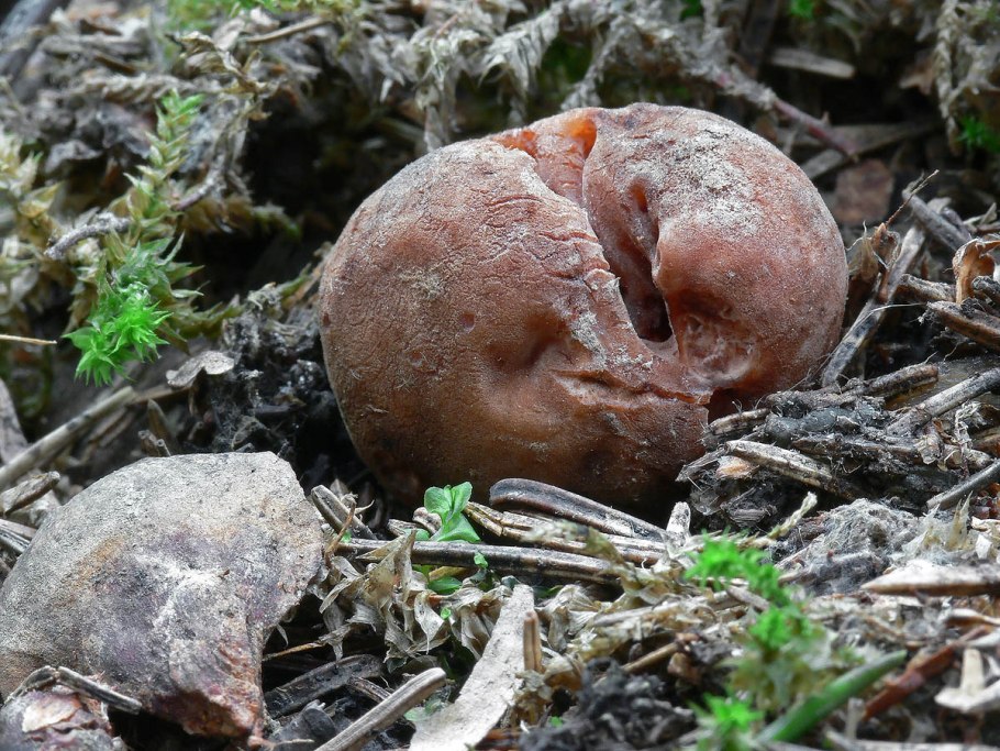 Трюфель олений гриб