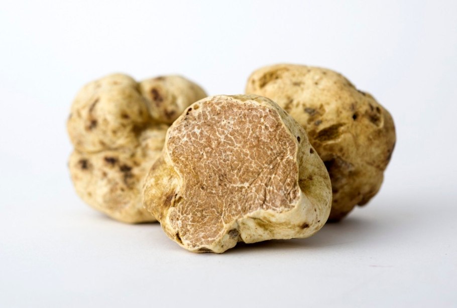 Трюфель белый (choiromyces meandriformis)