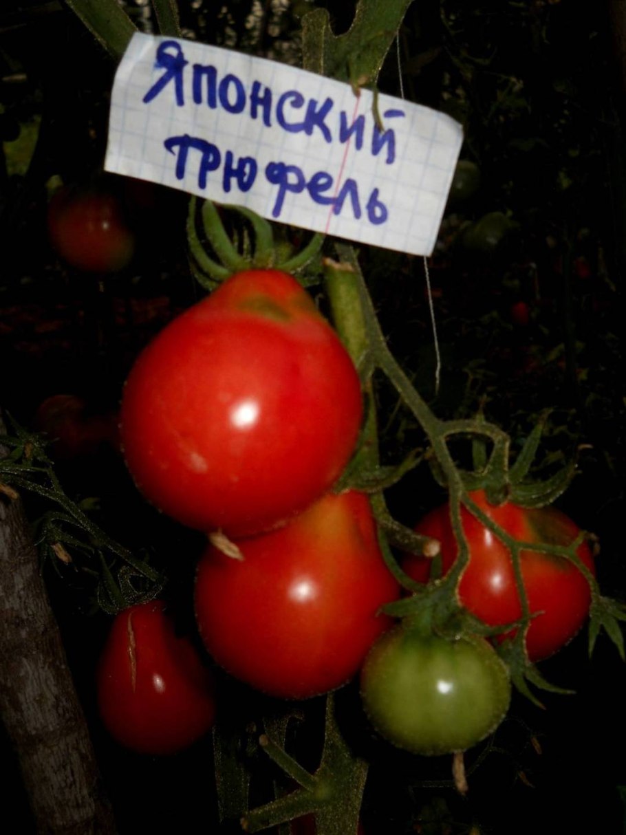 Японский трюфель томат