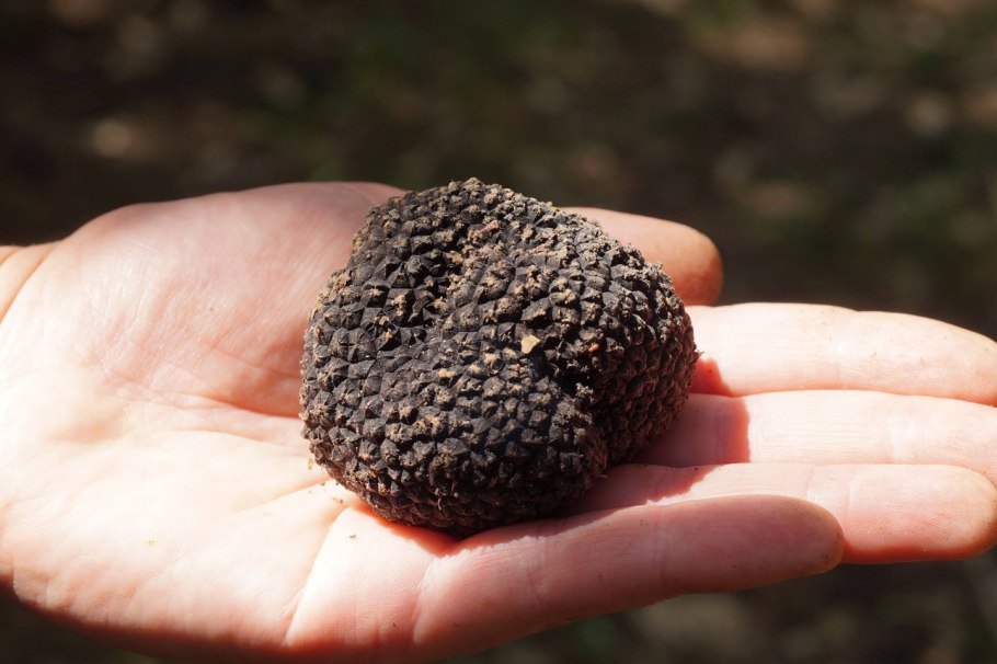 Гриб трюфель
