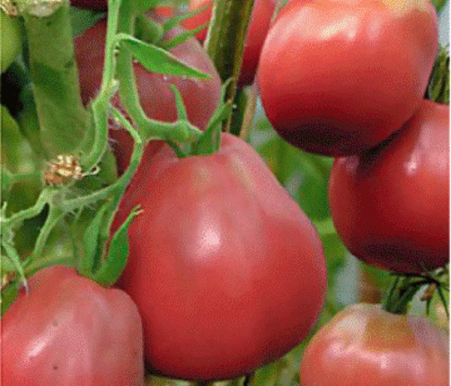 Томат японский трюфель