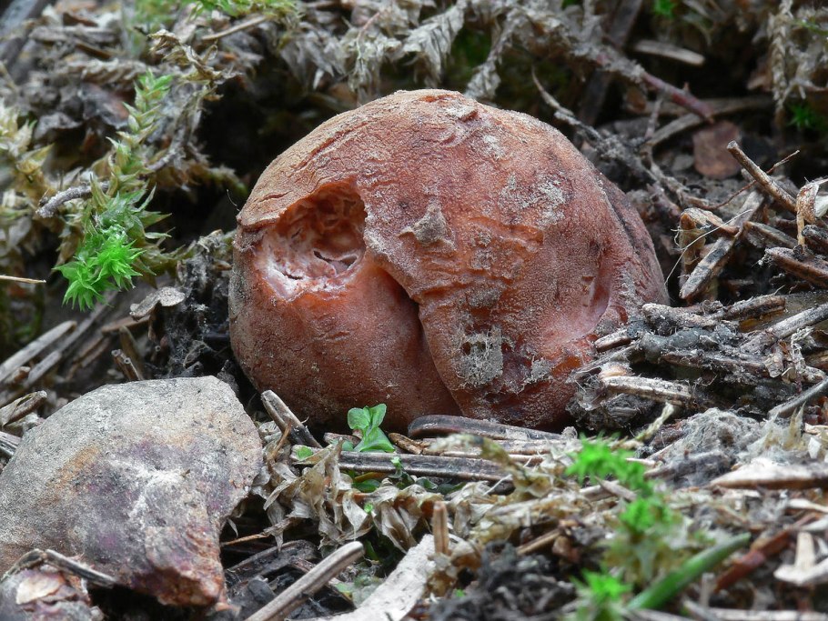 Олений трюфель