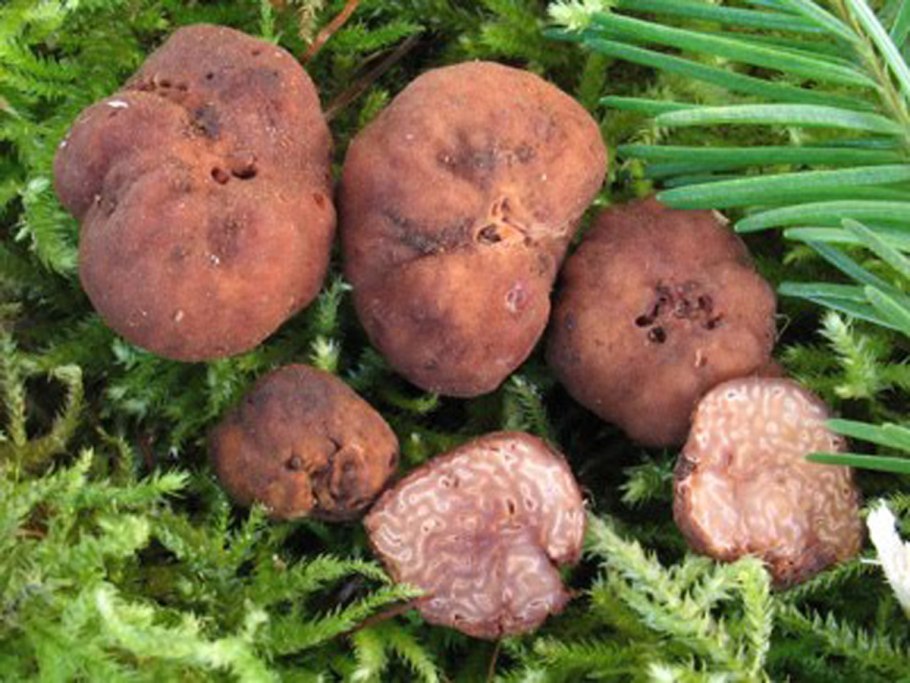 Гриб ежовик шероховатый