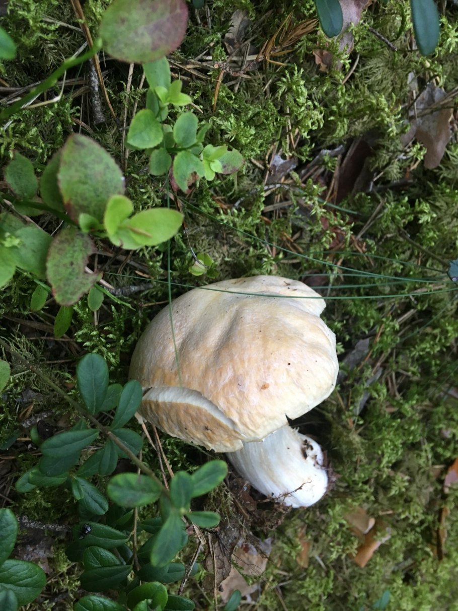 Паутинник колпак гриб