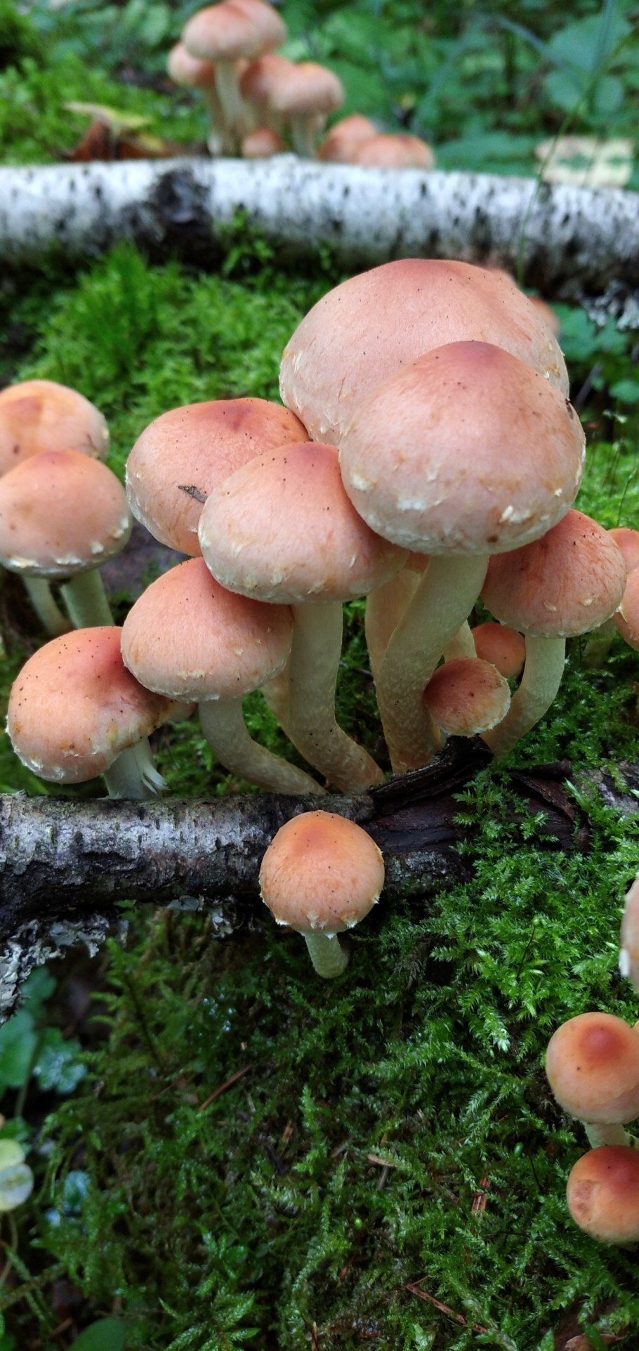 Опёнок кирпично-красный Вишневский