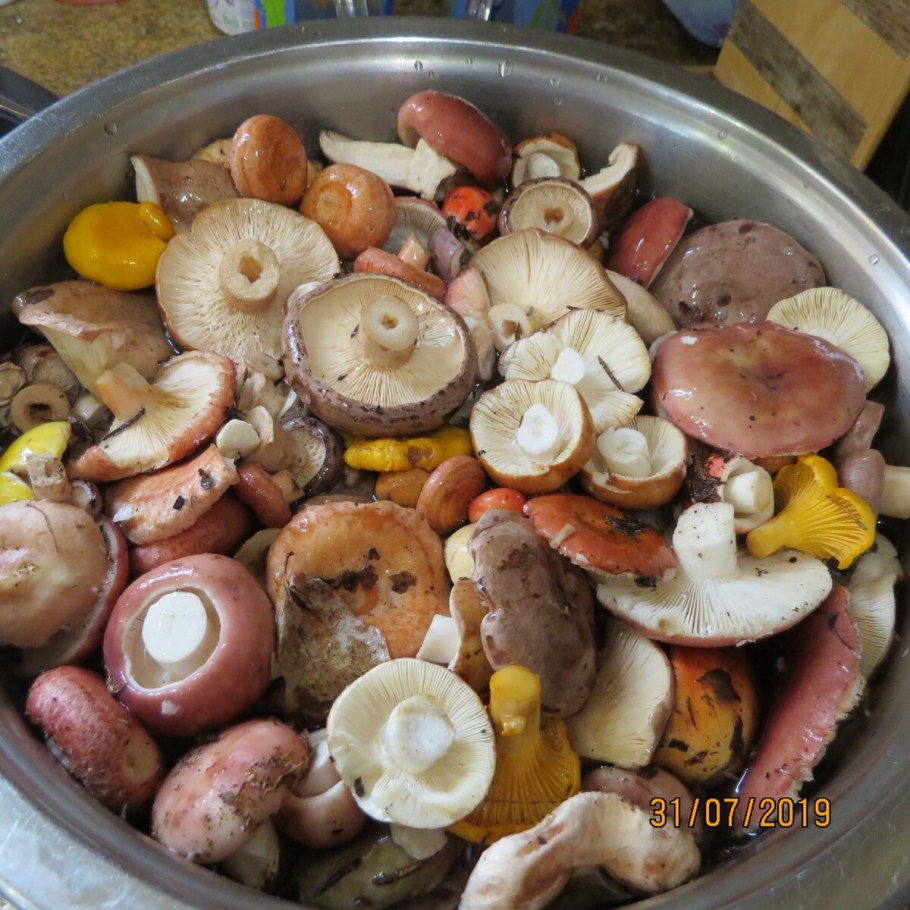 Грибы соленые груздь волнушки