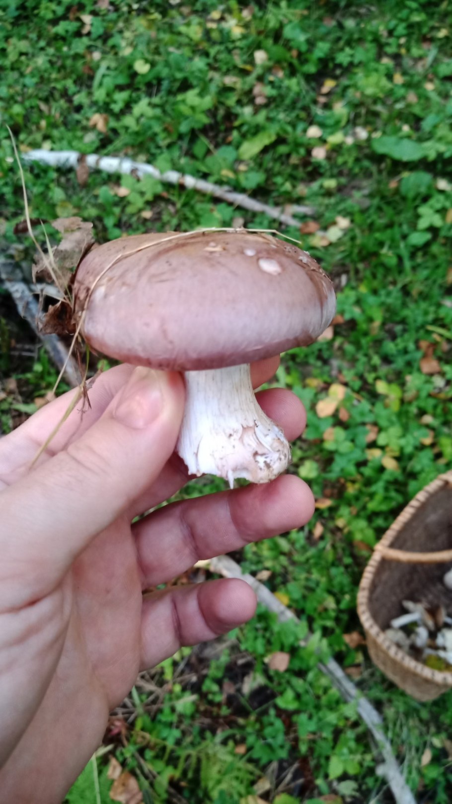 Дуняши грибы фото