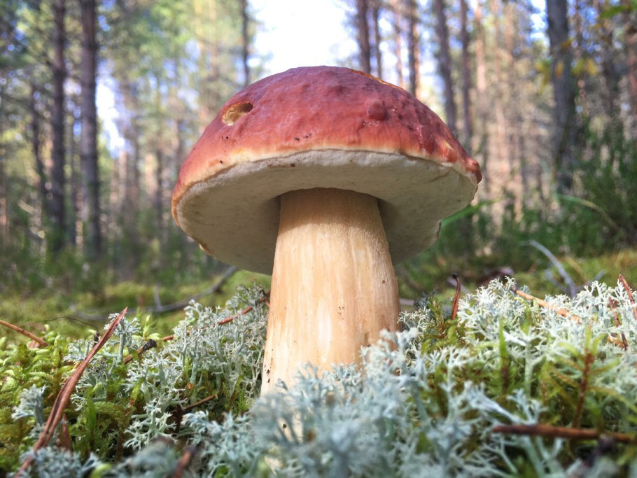 Карелия боры грибы
