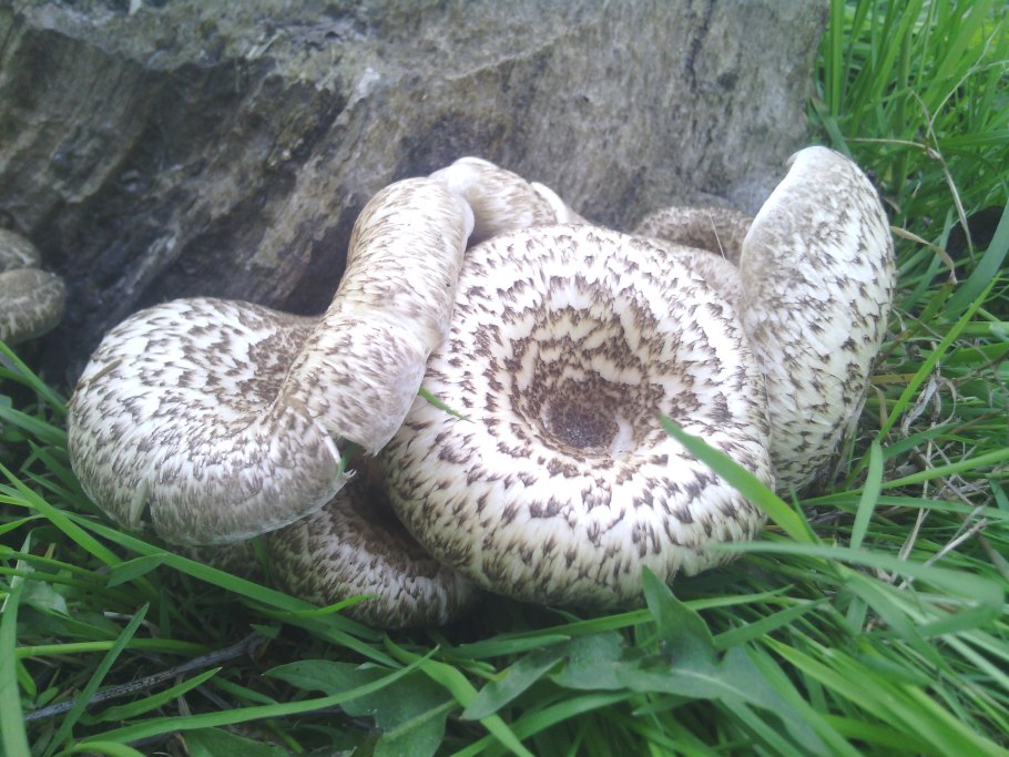 Чешуйчатый груздь