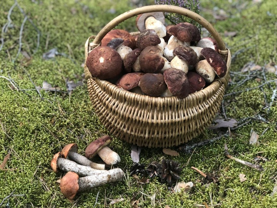 Тихая охота за грибами