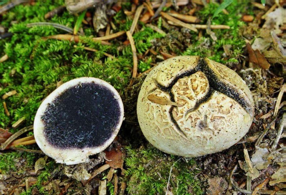 Гриб Ложнодождевик