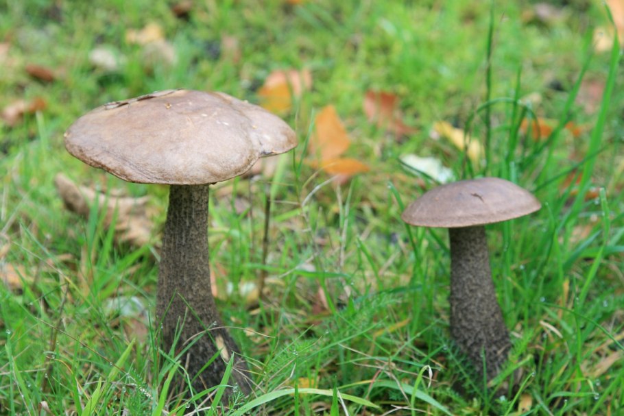 Дождевик белый гриб