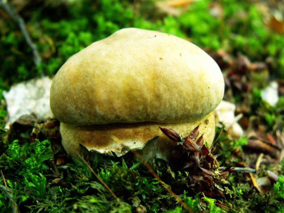 Гриб желтенький