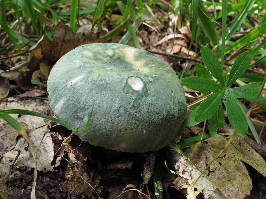 Russula virescens
