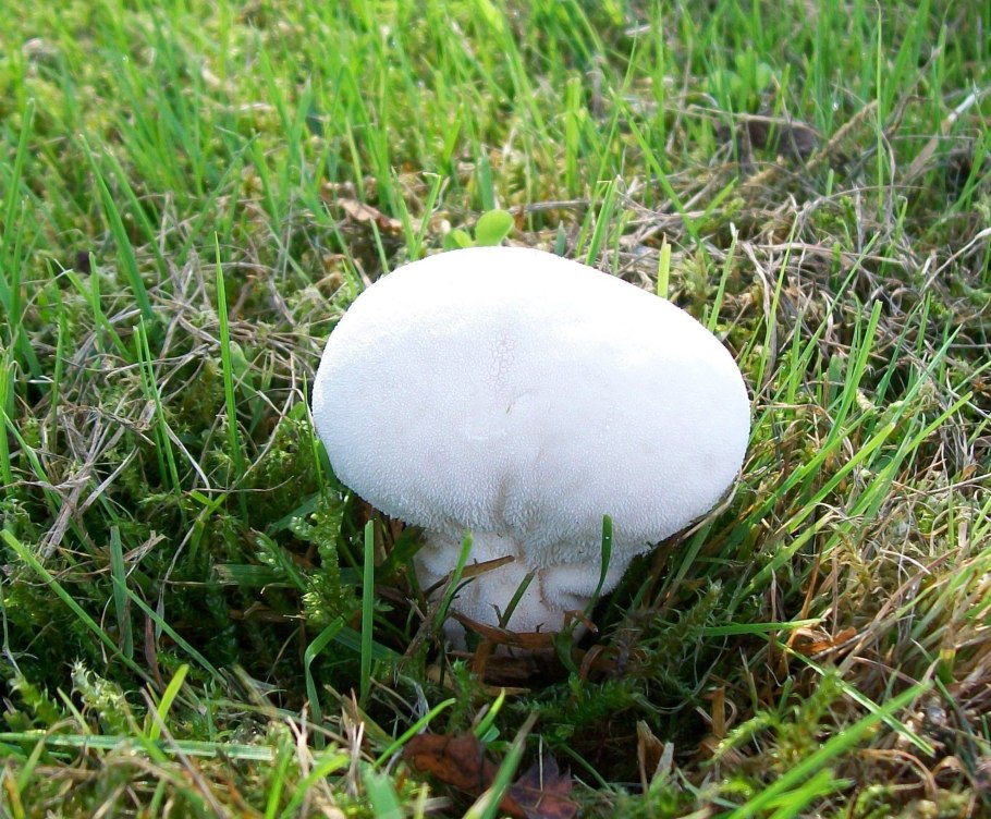 Hygrocybe psittacina