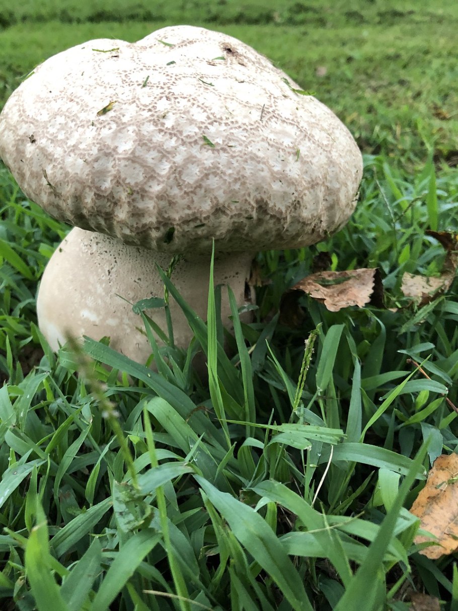 Scleroderma Bovista Ложнодождевик