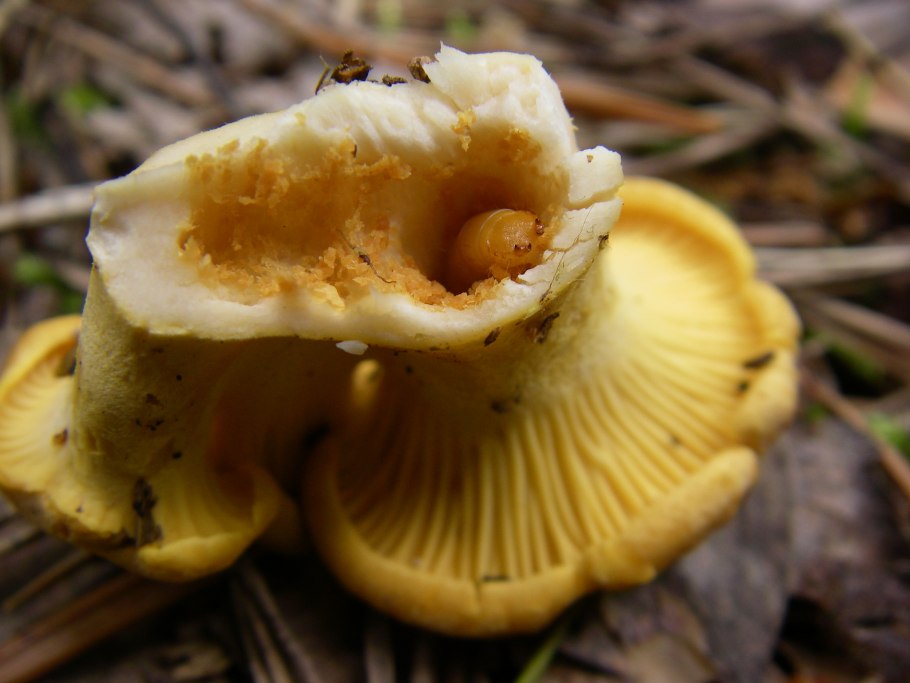 Червивые лисички