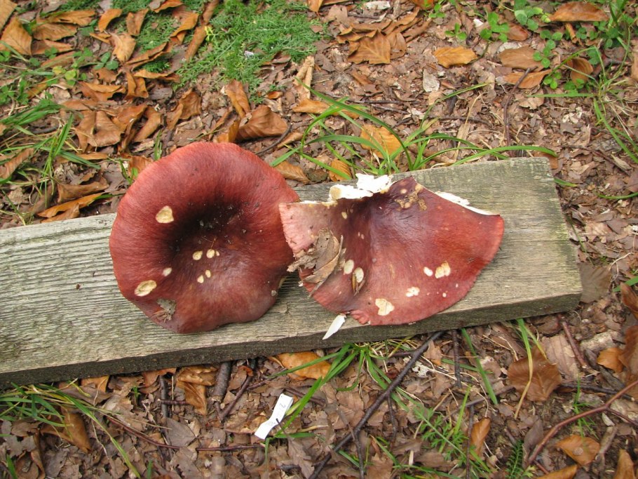 Боровичок в разрезе