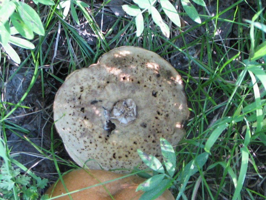 Белый гриб в горшке выращивание